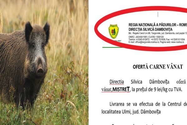 Revoltător! Statul omoară porcii domestici, din cauza pestei, dar vinde carnea porcilor sălbatici