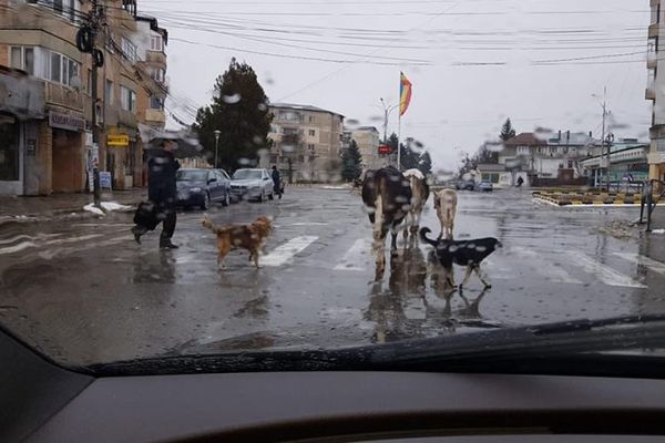 Foto| Orașul "Zoo". În Municipiul Moreni, vacile, câinii vagabonzi și caii fac parte din decorul...urban