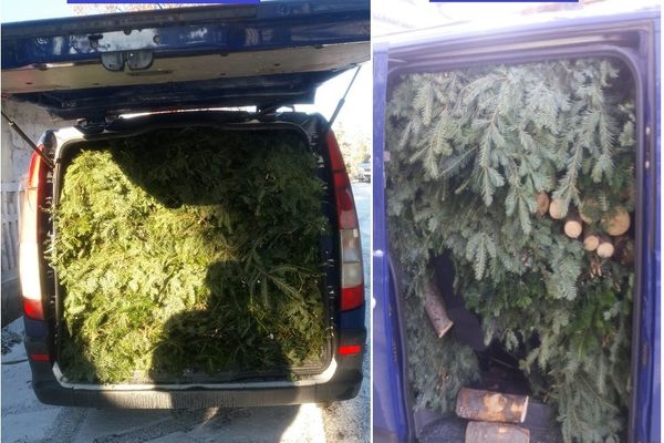 Sute de kilograme de cetină și zeci de metri cubi de lemn, confiscate de Poliție