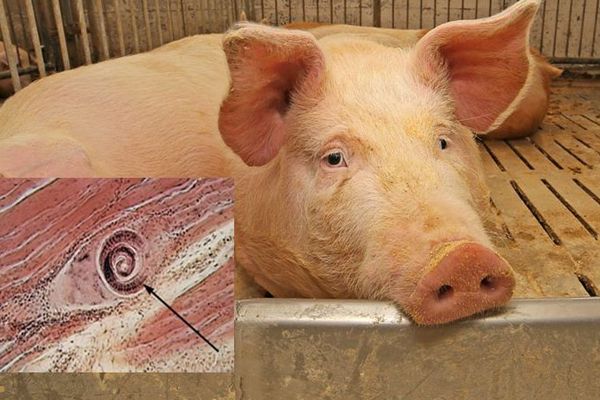 Au fost confirmate primele cazuri de trichineloză în Dâmbovița