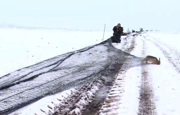 Dâmbovița. Sute de iepurii capturați în Arad vor ajunge în Dâmbovița