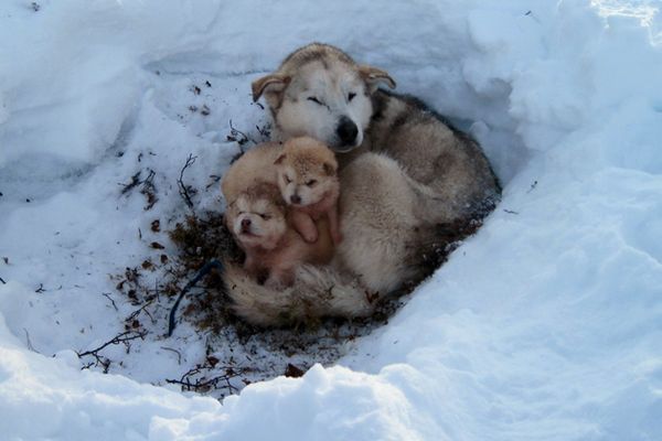Medicii ne recomandă să avem grijă de animale în perioadele cu temperaturi scăzute şi căderi de zăpadă