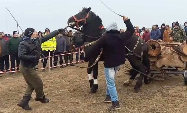 Tradiția „Botezul Cailor” de la Vișina este ilegală, anunță DSV