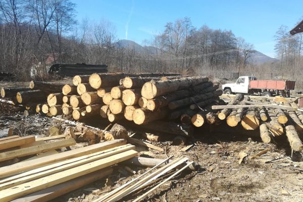 VIDEO Bărbați prinși la braconat de sticleți. Se dădeau mari iubitori de păsări