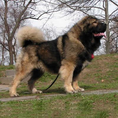 Un ciobănesc i-a atacat un copil de 7 ani și pe bunica acestuia