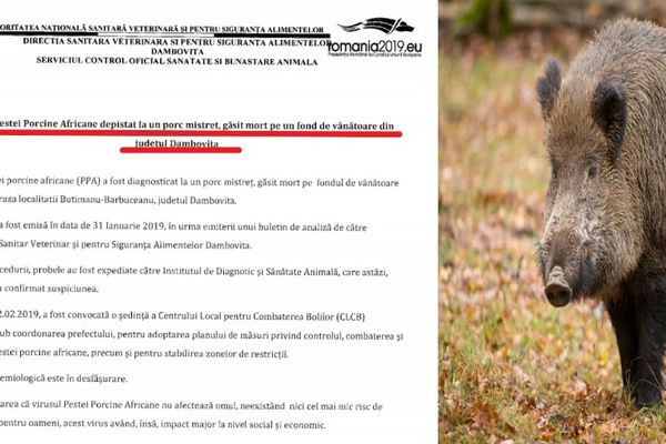 Pesta porcină africană lovește iarăși Dâmbovița. DSVSA confirmă focarul de la Butimanu