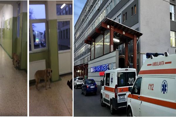 UPDATE: SJUT confirmă autenticitatea clip-ului cu "maidanezul" umblând pe holurile unității medicale