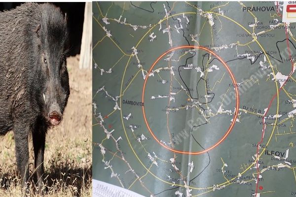 Măsuri excepționale, ce afectează 29 de localități, din trei județe, după ce pesta porcină a "lovit" la Butimanu