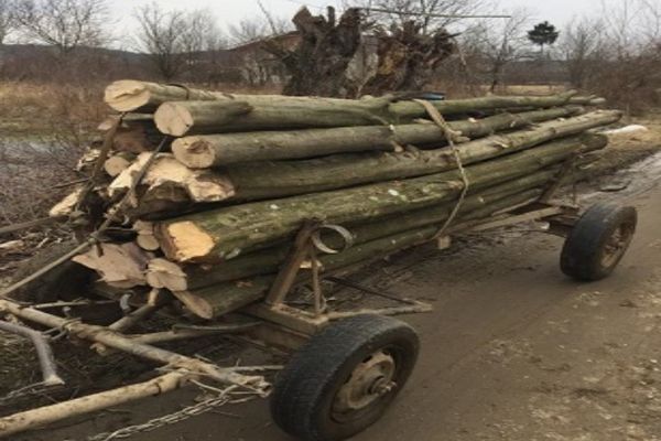 Acțiune de amploare a poliției, la Moreni. Infracțiunile silvice rămân la ordinea zilei