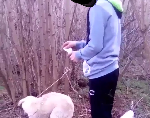 Tineri cercetați după ce au omorât un câine prin incendiere