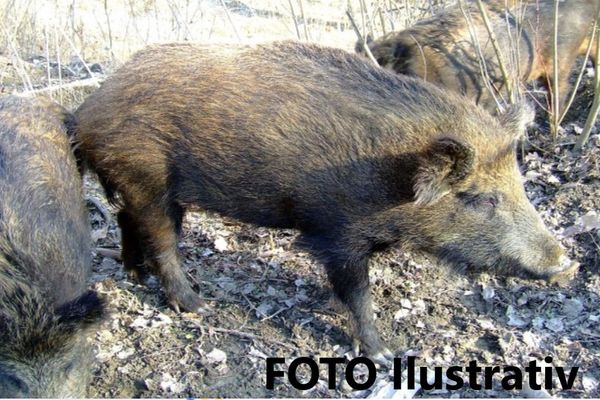 Intrevenție în forță, cu trupele speciale, la braconierii din Ocnița