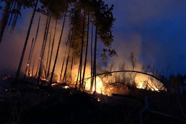Video| Incendiu la o pădure de pin. 5 ha de vegetație au ars pe dealurile de lângă Pietroșița