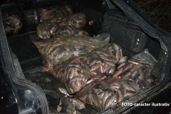 Depistat cu 85 de kg de pește fără documente