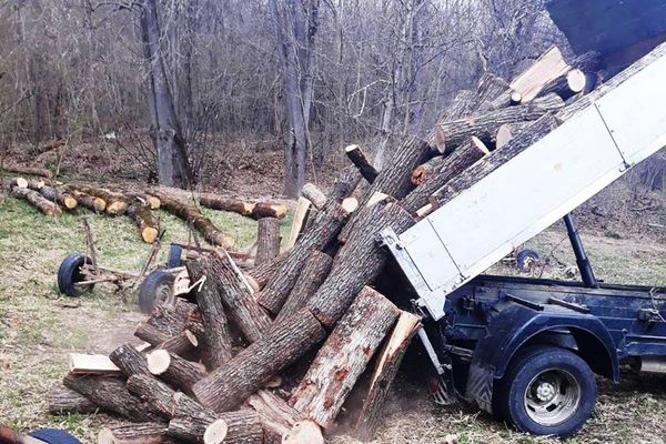 Transporta cu totul altceva decât scria în acte. Lemn confiscat și amendă pentru un șofer dâmbovițean