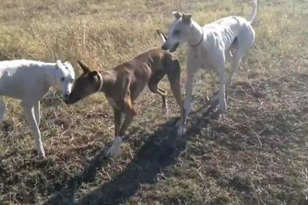 Braconier din Giugiu depistat la Fierbinți. Vâna ilegal cu ogari. S-a ales cu dosar penal