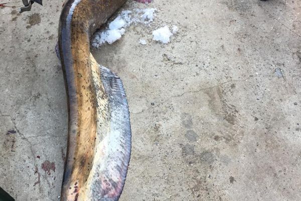 Cum era „preparat” peștele traficat în România: „dacă se strica era marinat sau spălat cu oţet”