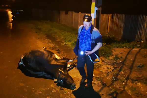 VIDEO Scenele șocante cu vacile electrocutate, lângă un stâlp al Electrica