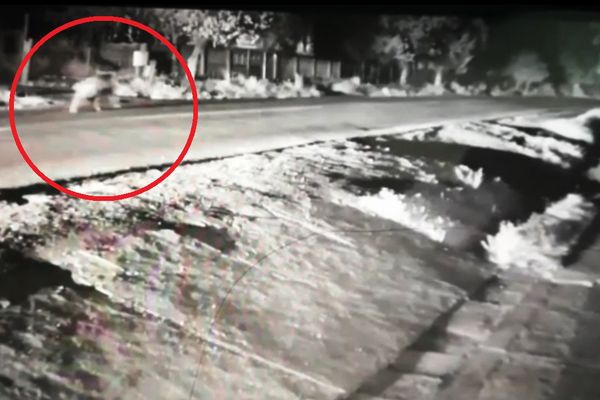 VIDEO Urs fugărit de mașini pe DN 71, pentru a fi îndepărtat de case