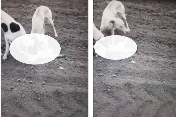 Foto-video| Un tânăr din Dâmbovița șochează internetul, cu imagini în care o pisică este omorâtă de ogarii săi