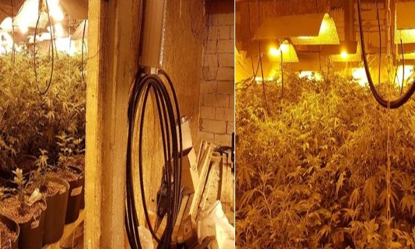 Grup infracțional trimis în judecată, pentru înființarea de culturi ilegale de cannabis, la Tărtășești și Răcari