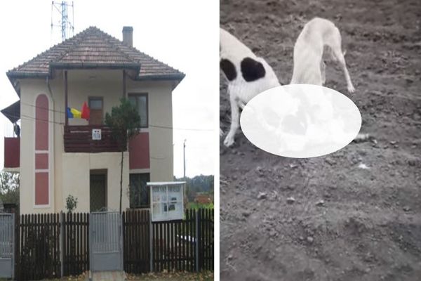 Polițiștii dâmbovițeni îl cercetează pe tânărul ce și-a pus câinii să rănească o pisică și a filmat totul