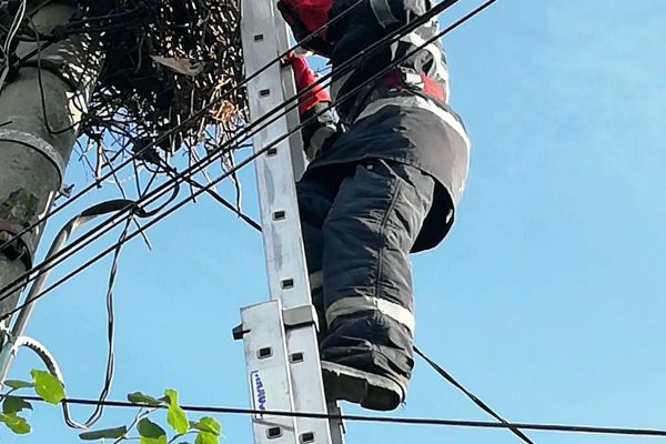 O intervenție mai puțin obișnuită a pompierilor dâmbovițeni. Pui de barză căzut din cuib, salvat de la moarte