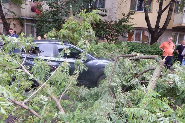 Semnale de alarmă. Copaci doborâți de furtună, la Târgoviște, au provocat pagube materiale