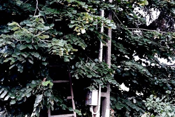 Un bărbat a murit după ce a căzut dintr-un tei