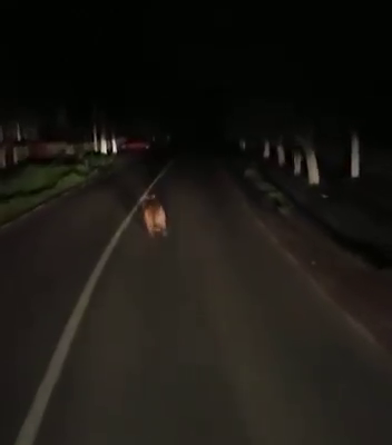 VIDEO Pui de urs fugrit pe DN 71, în dreptul localității Moțăieni