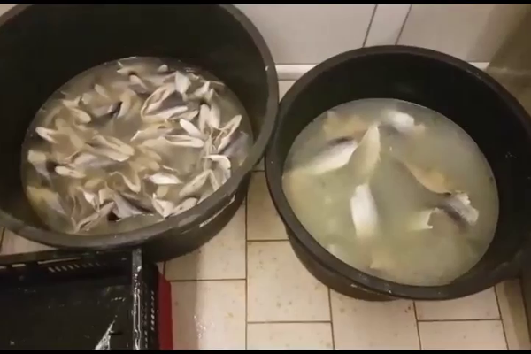 VIDEO Peste 150 de percheziții domiciliare cu sute de suspecți, într-un dosar cu pește impropriu