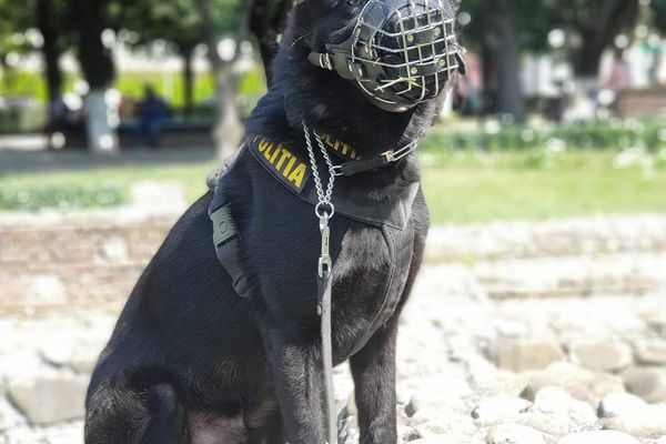 Povestea lui Alaf, ciobănescul german care a prins un deținut evadat, luna trecută, de la Penitenciarului Găești