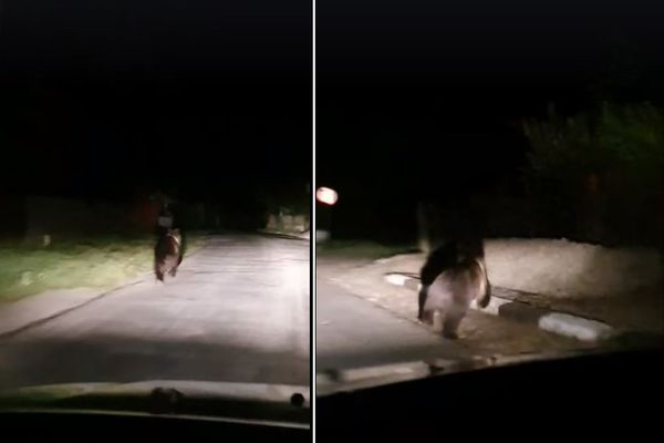 Urs alungat de săteni cu mașinile, la Bezdead