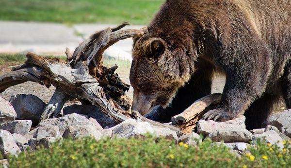 Asociația Cinegetică DACIA și autoritățile din Dâmbovița, măsuri pentru monitorizarea urșilor în zona Moroieni