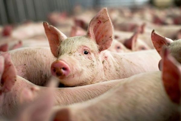 Focare noi de PPA în Dâmbovița. La Ghimpați, toți porcii de pe o stradă vor fi uciși preventiv