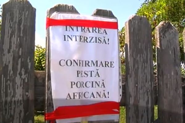 De nestăvilit. Încă trei focare de pestă porcină africană, declarate în Dâmbovița