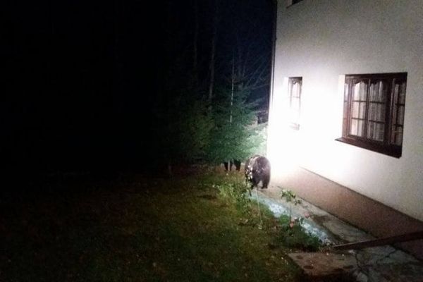 Urșii terorizează o comună de lângă Târgoviște, din nou