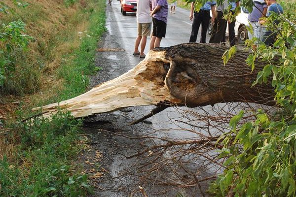 Un copac rupt de vânt a blocat DN 71, în Moțăieni