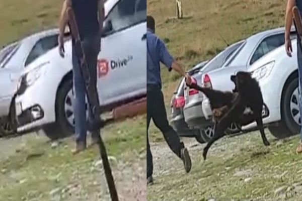 Dosar penal pentru un bărbat din Bezdead, bănuit că ar fi schingiuit un câine