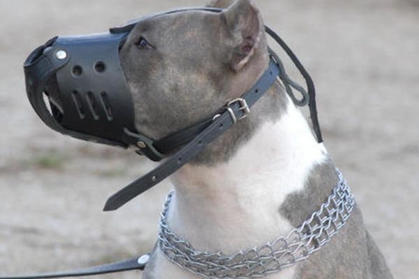 Controale și sancțiuni, la deținătorii de câini agresivi din zona Moreni