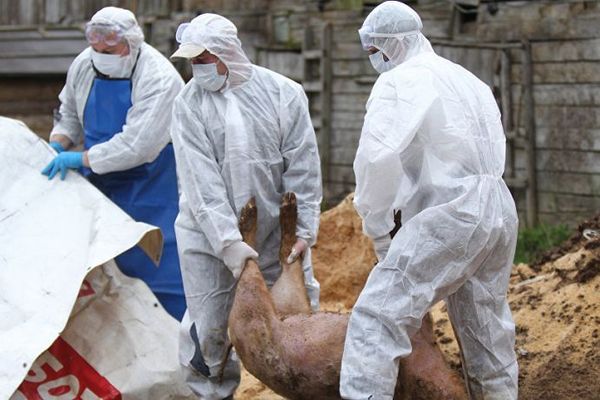 Două focare noi de pestă porcină africană, în Dâmbovița