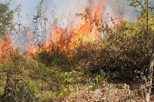 Incendiu în pădurea Mija