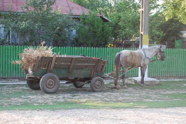 O femeie a fost rănită grav, de un cal speriat, la Bălteni