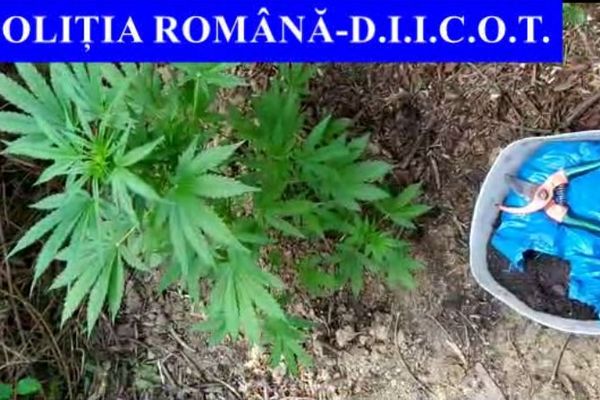 Video| Bărbat din Gemenea reținut pentru trafic de droguri de risc