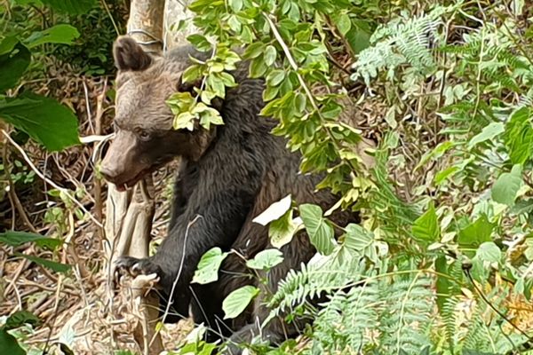Namilă de urs, de 200 de kg, prinsă într-o capcană pusă într-un sat din Dâmbovița