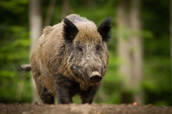 Accident neobișnuit provocat de un porc mistreț, în Dâmbovița