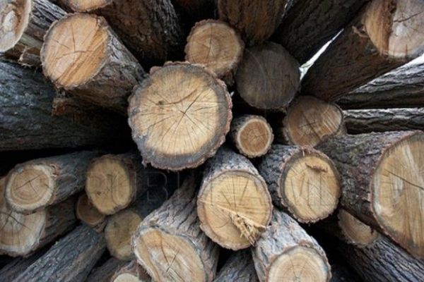 "Jaful" din pădure continuă. Captură importantă făcută de polițiștii din Fieni