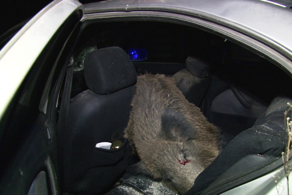 FOTO Un șofer care circula pe DN 71 s-a trezit cu o namilă de miștreț în mașină