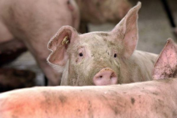 Dezastru înainte de Crăciun. Focare noi de pestă porcină în patru localități din Dâmbovița