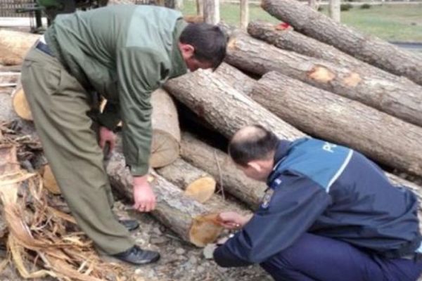 Descindere la hoții de lemn ( 10 adrese domiciliare) din Dâmbovița. Trei bărbați au fost reținuți