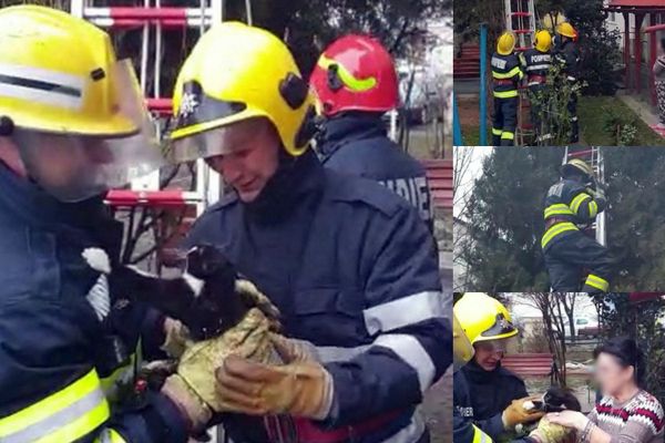 Video-FOTO| "Intervenție în forță" a pompierilor de la ISU Dâmbovița, pentru...o pisică. Animalul se urcase într-un brad, la Moreni.